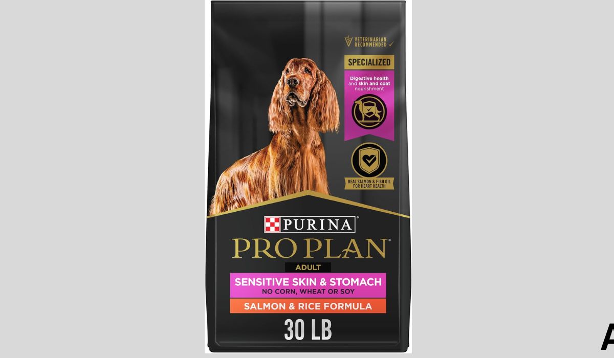 Best Wet Dog Food for Senior Dogs With Sensitive Stomachs