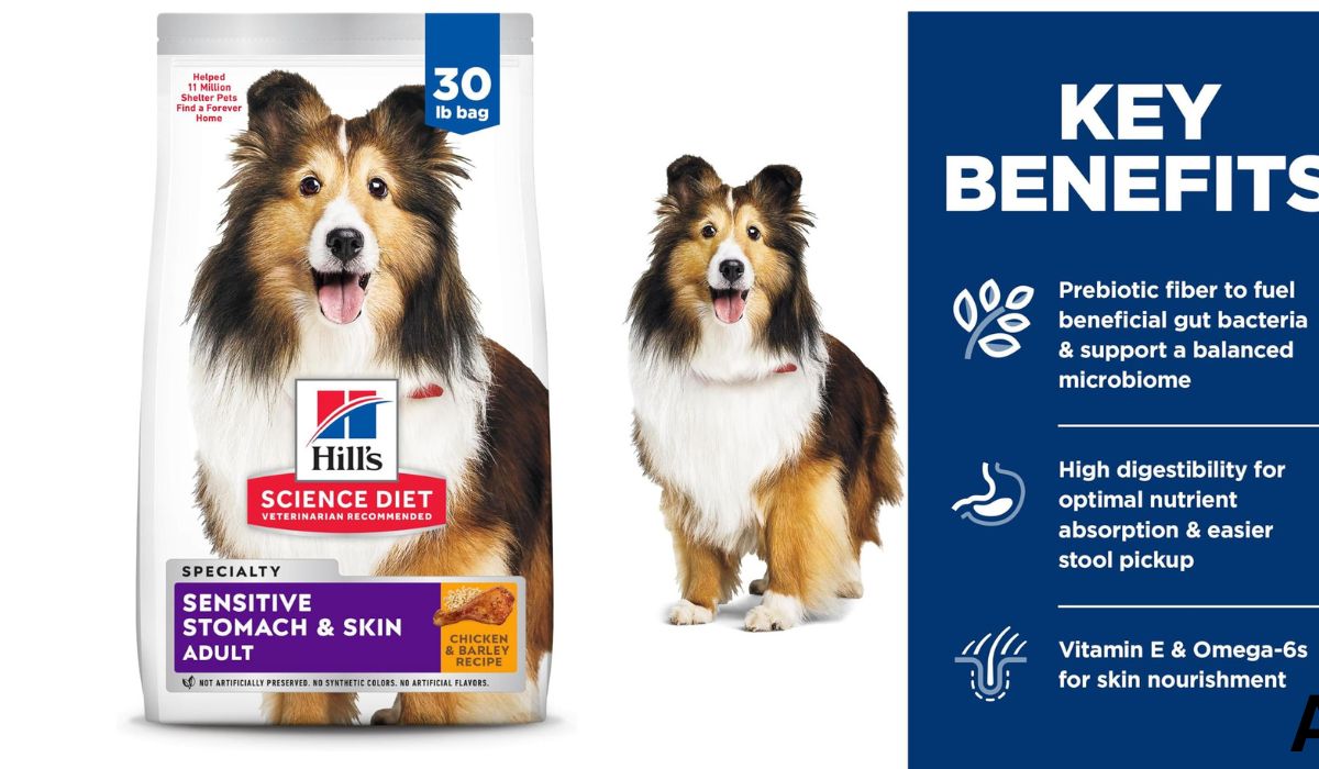 Best Dry Dog Food for Senior Dogs With Sensitive Stomachs