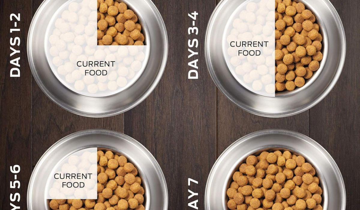 Best Soft Dry Dog Food for Dogs With Bad Teeth