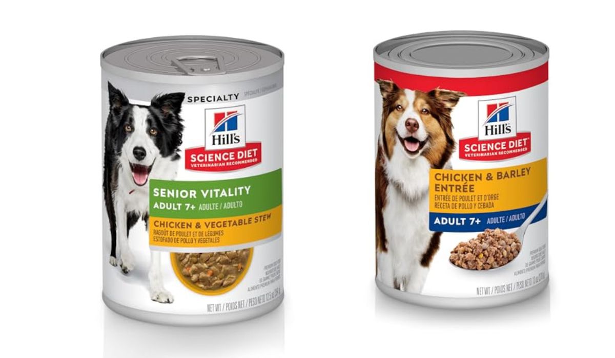 What is the Best Wet Dog Food for Older Dogs