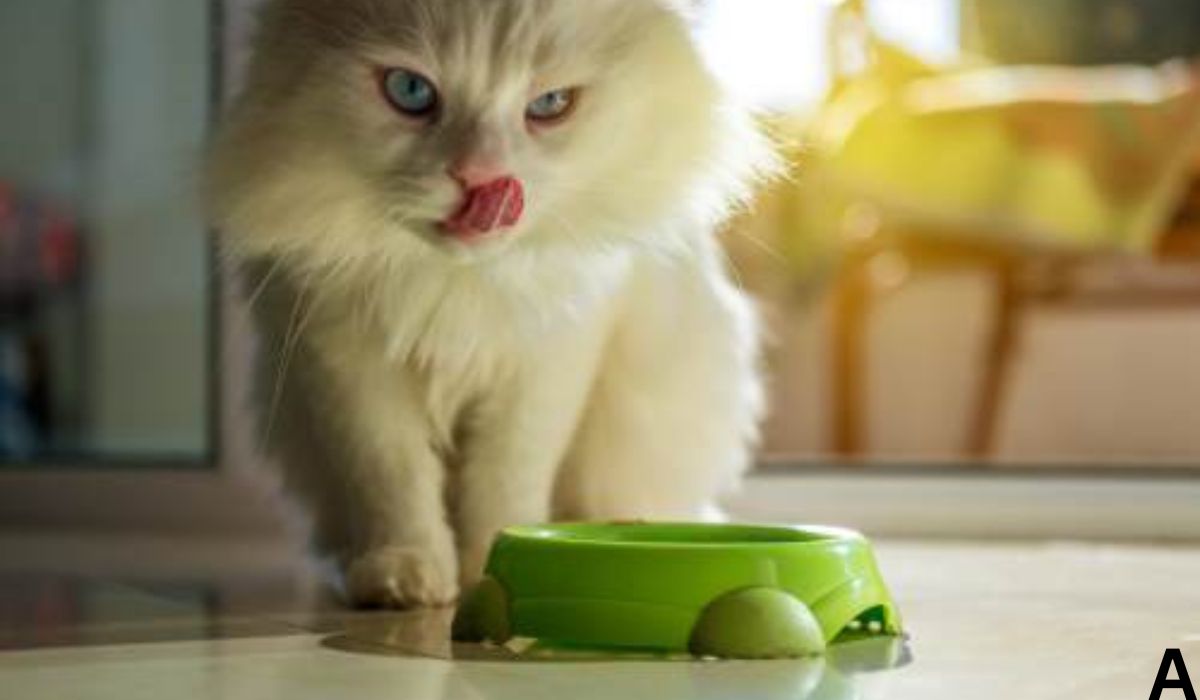 Which is the Best Food for Persian Cat