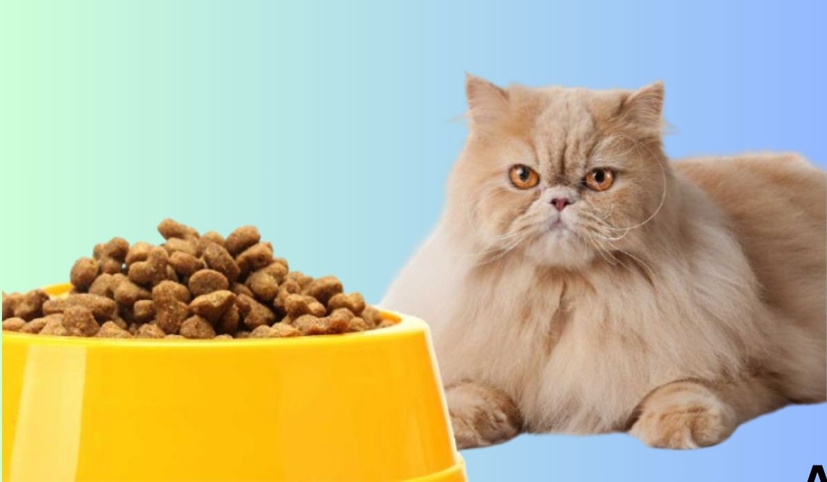 Best Food for a Persian Cat