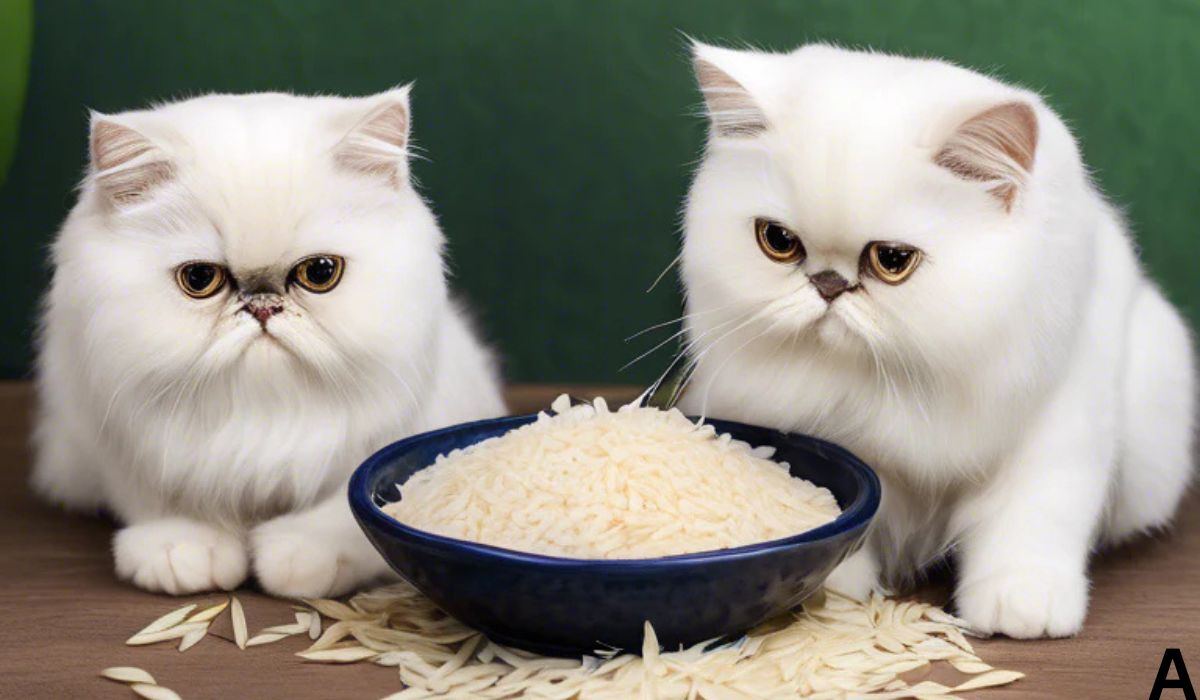 Which Cat Food is Best for Persian Cats