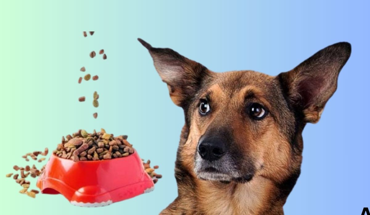 Best Dog Food for Older Dogs With Sensitive Stomachs