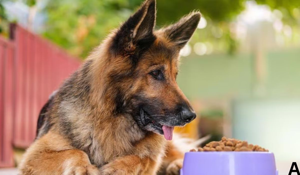 Best Dog Food for Senior Dogs With Sensitive Stomach