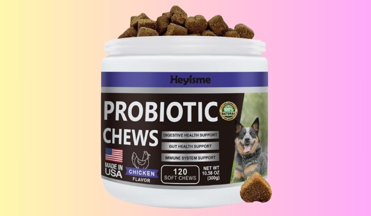 Best Dog Food for Dogs That Get Yeast Infections