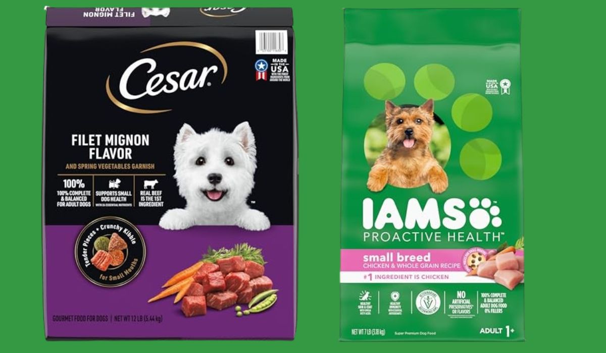 Best Dry Dog Food UK for Small Dogs