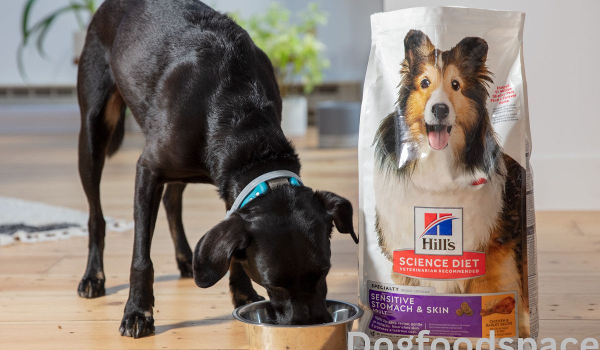 Best Dog Food for Small Dogs With Digestive Problems