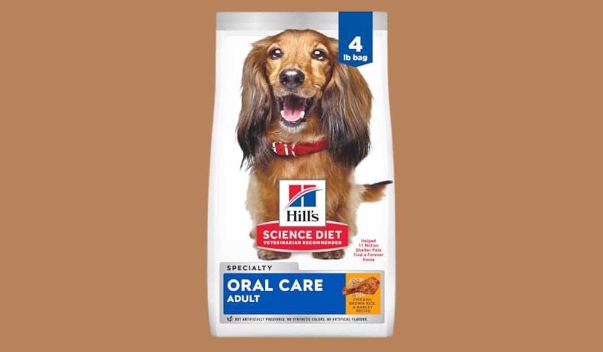 Best Dog Food for Older Dogs With Teeth Problems