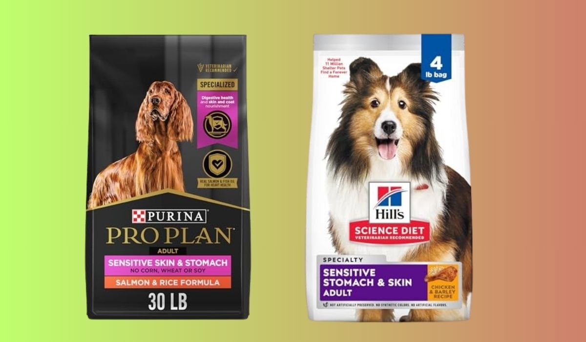 Best Dry Dog Food for Dogs With Sensitive Stomachs