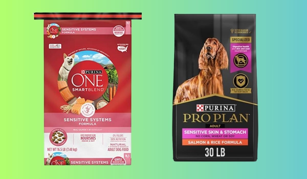The Best Dog Food for Dogs With Skin Allergies