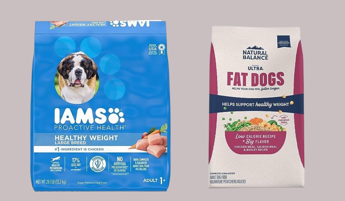 What is the Best Dog Food for Overweight Dogs