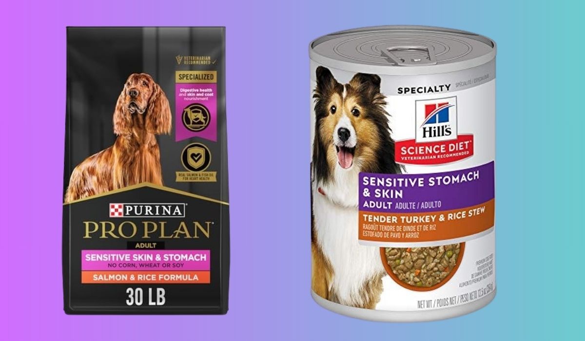 Best Dog Food for Old Dogs With Sensitive Stomachs