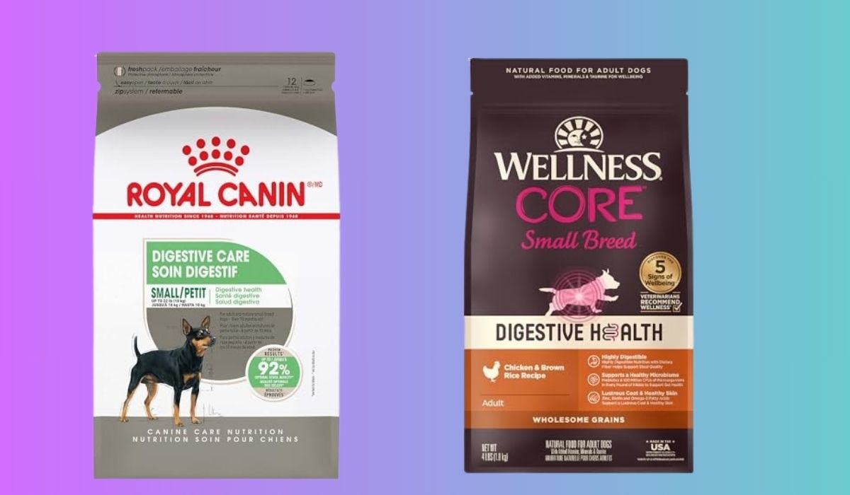 Best Dry Dog Food for Dogs With Digestive Problems