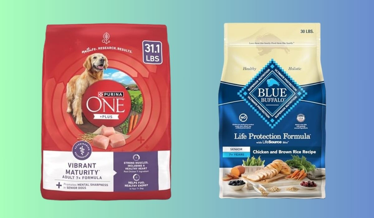 What's the Best Dry Dog Food for Senior Dogs
