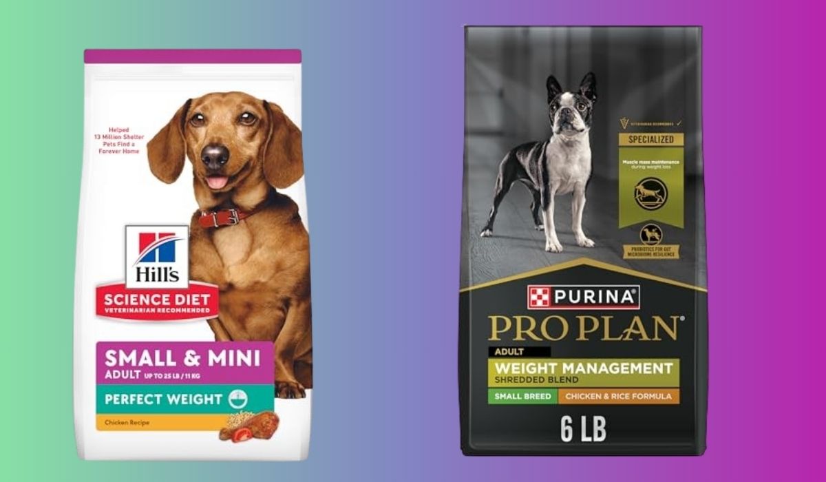 Best Dog Food for Weight Loss for Small Dogs