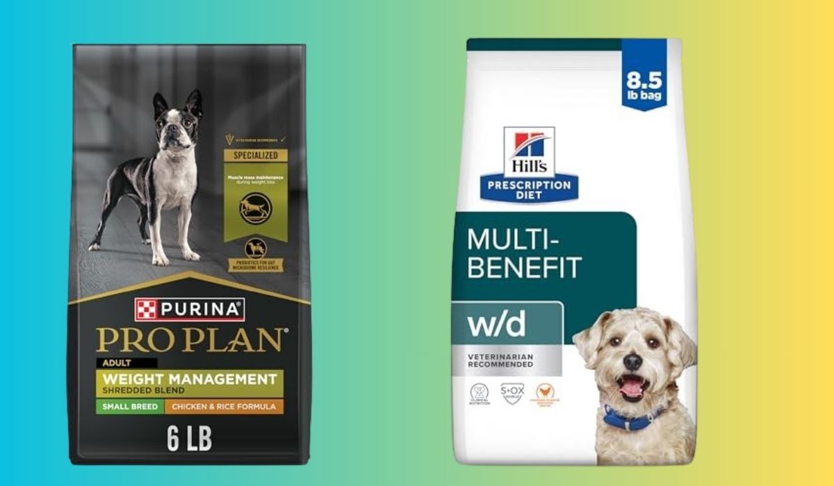 What's the Best Dog Food for Pregnant Dogs