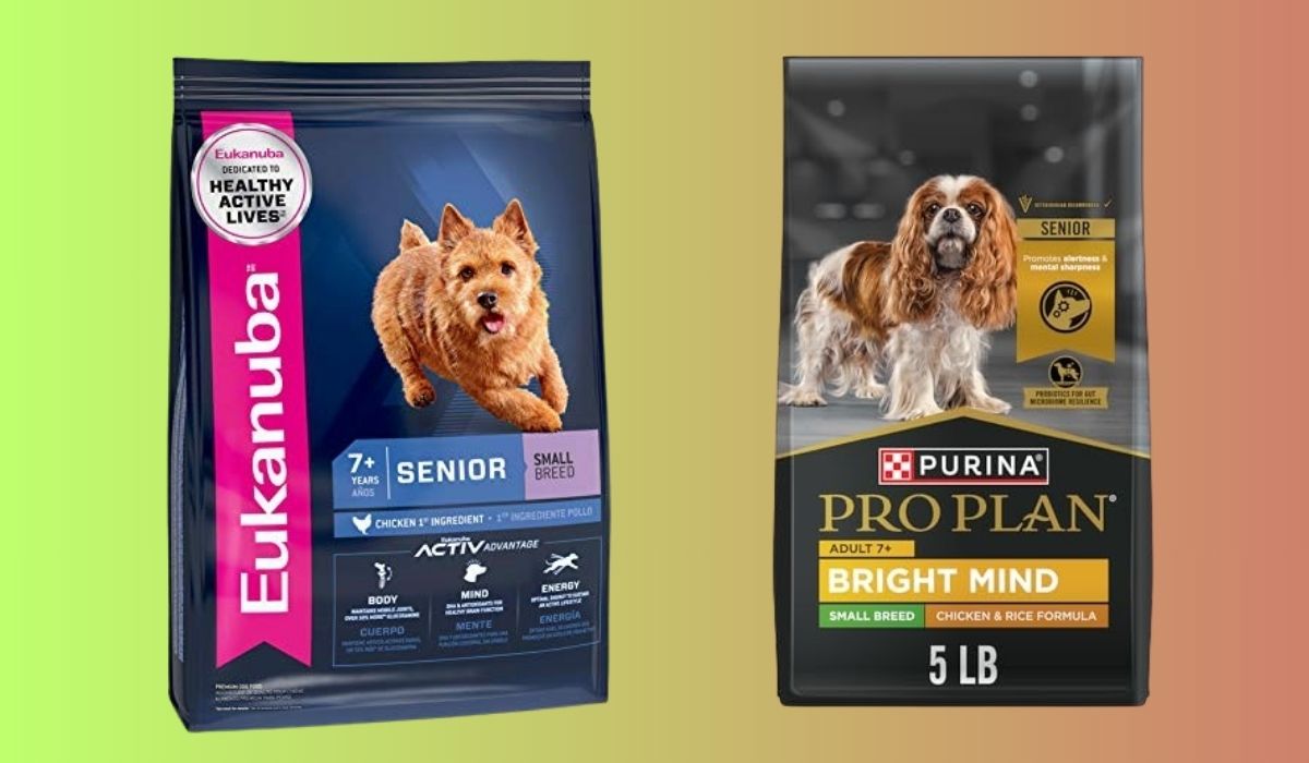 Best Dog Food for Senior Small Breed Dogs
