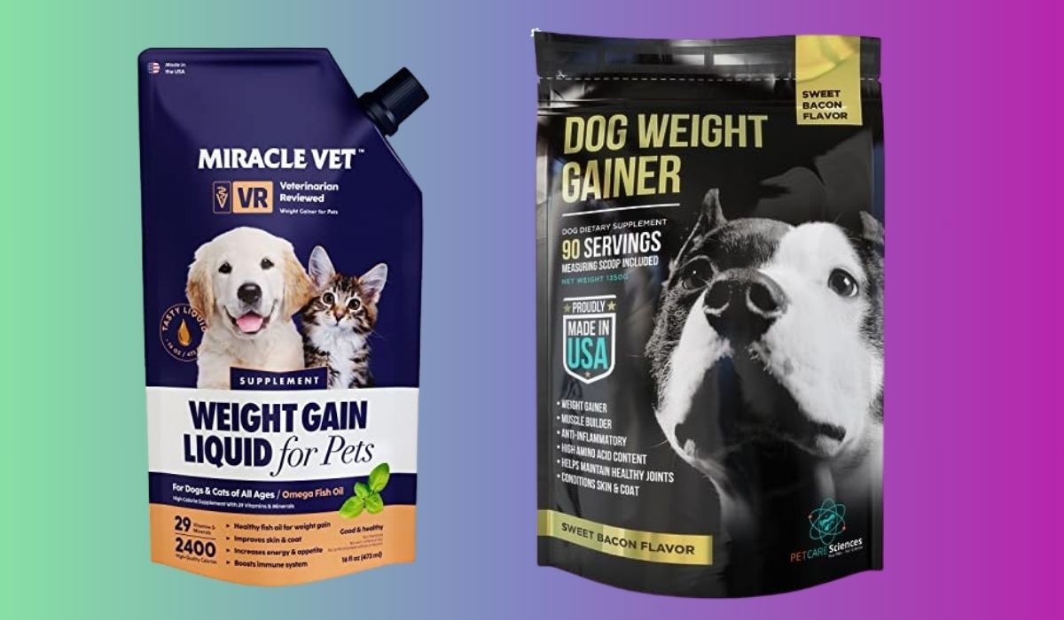 Best Dog Food for Senior Dogs to Gain Weight
