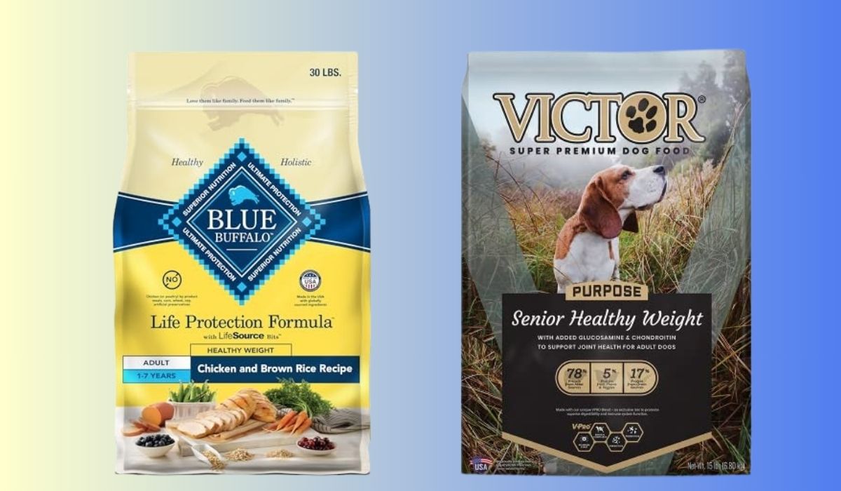 Best Dog Food for Senior Dogs to Lose Weight