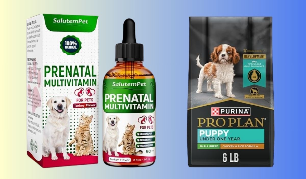 What is the Best Dog Food for Pregnant Dogs