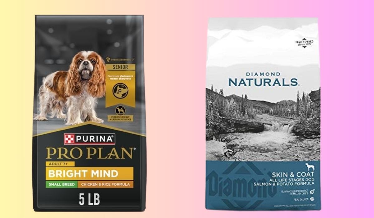 Best Dog Food for Dogs With Skin Problems