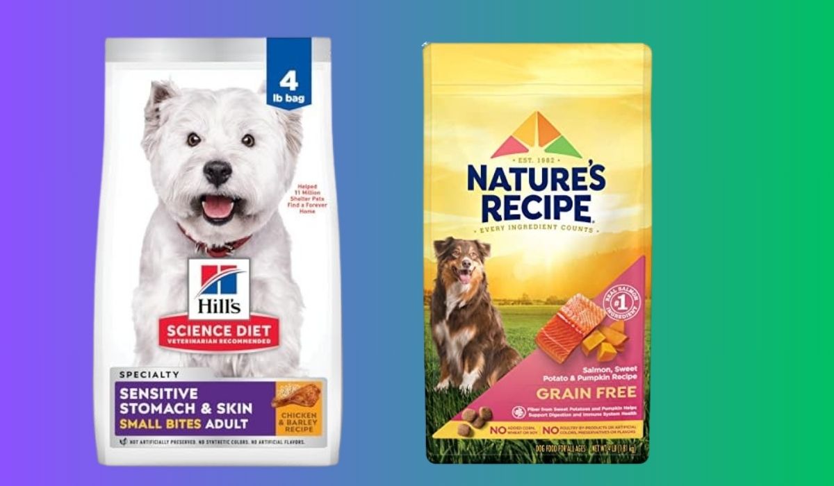 Best Dog Food for Dogs With Stomach Issues