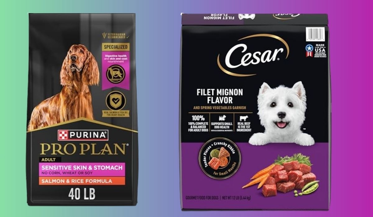 Best Dog Food for Dogs That Have Seizures